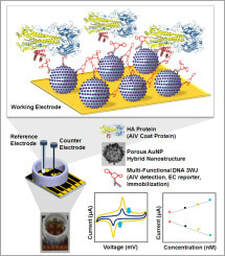 Fabrication of electrochemical biosensor consisted of multi-functional DNA structure/porous Au nanoparticle for Avian Influenza Virus (H5N1) in chicken serum — 대표 그림