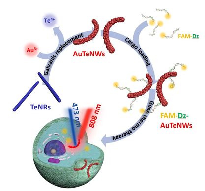 Environmentally friendly synthesis of Au-Te-clustered nanoworms via galvanic replacement for wavelength-selective combination cancer therapy — 대표 그림