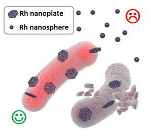 Antibacterial nanoparticles: enhanced antibacterial efficiency of coral-like crystalline rhodium nanoplates — 대표 그림