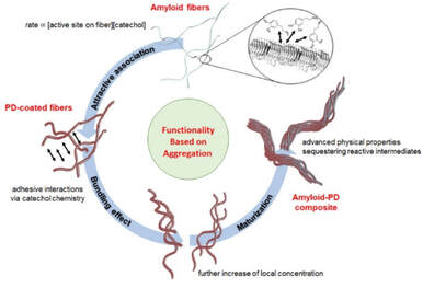 Supramolecular regulation of polydopamine formation by amyloid fibers — 대표 그림