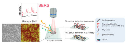 Fabrication of bioprobe self-assembled on Au-Te nanoworm structure for SERS biosensor — 대표 그림