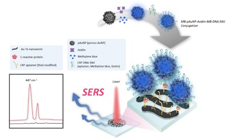 Fabrication of a sulface-enhanced Raman spectroscopy-based analytical method consisting of multifunctional DNA three-way junction-conjugated porous gold nanoparticles and Au-Te nanoworm for C-reactive protein detection — 대표 그림