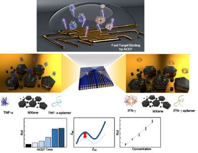 Rapid electrochemical dual-target biosensor composed of an aptamer/MXene hybrid on Au microgap electrodes for cytokines detection — 대표 그림