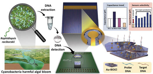 A rapid field-ready electrical biosensor consisting of bismuthine-derived Au island decorated BiOCl nanosheets for Raphidiopsis raciborskii detection in freshwater — 대표 그림