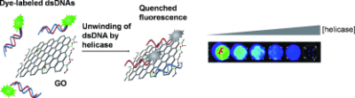 A graphene-based platform for the assay of duplex-DNA unwinding by helicase — 대표 그림