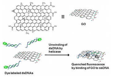 A new helicase assay based on graphene oxide for anti-viral drug development — 대표 그림