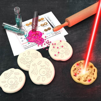 Morphology-controlled synthesis of Rhodium nanoparticles for cancer phototherapy — 대표 그림