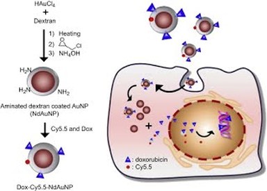 The effective nuclear delivery of Doxorubicin from dextran-coated gold nanoparticles larger than nuclear pores — 대표 그림