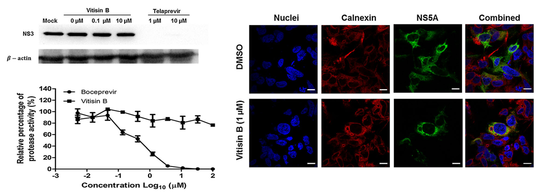 Identification of a resveratrol tetramer as a potent hepatitis C virus helicase inhibitor — 대표 그림