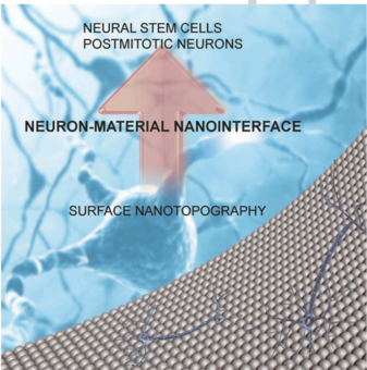 Neuron-material nanointerfaces: surface nanotopography governs neuronal differentiation and development — 대표 그림