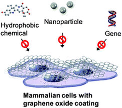 Cytoprotective effect of graphene oxide for mammalian cells against internalization of exogenous materials — 대표 그림