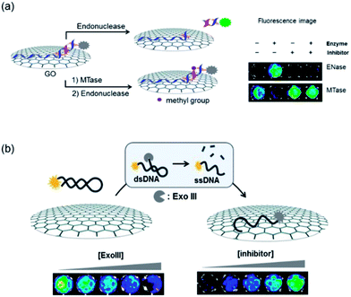 Graphene oxide for fluorescence-mediated enzymatic activity assays — 대표 그림
