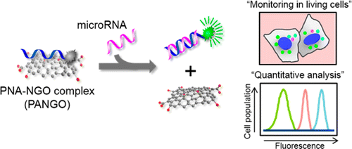 Quantitative and multiplexed microRNA sensing in living cells based on peptide nucleic acid and nano graphene oxide (PANGO) — 대표 그림