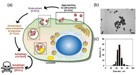 Real-time tracking of autophagy process in living cells using plasmonically enhanced Raman spectroscopy of fucoidan-coated gold nanoparticles — 대표 그림