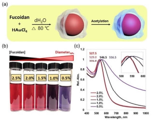 Facile size controlled synthesis of fucoidan coated gold nanoparticles and cooperative anticancer effect with doxorubicin — 대표 그림