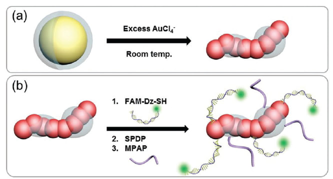 Synthesis of partially dextran-coated gold nanoworms and anisotropic structure based dual-strategic cargo conjugation for efficient combinational cancer therapy — 대표 그림