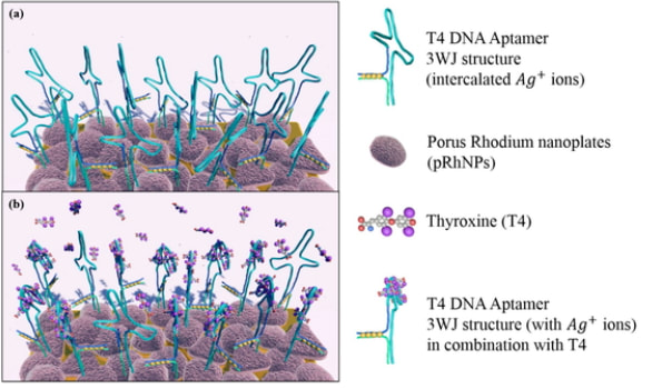 Fabrication of label-free electrochemical biosensor composed of multi-functional DNA/rhodium nanoplate for thyroxine detection in clinical sample — 대표 그림