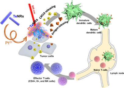 Pt-Te-nanorod-based photothermal chemokine immunotherapy for all stages of cancer via adaptive and innate immunity — 대표 그림