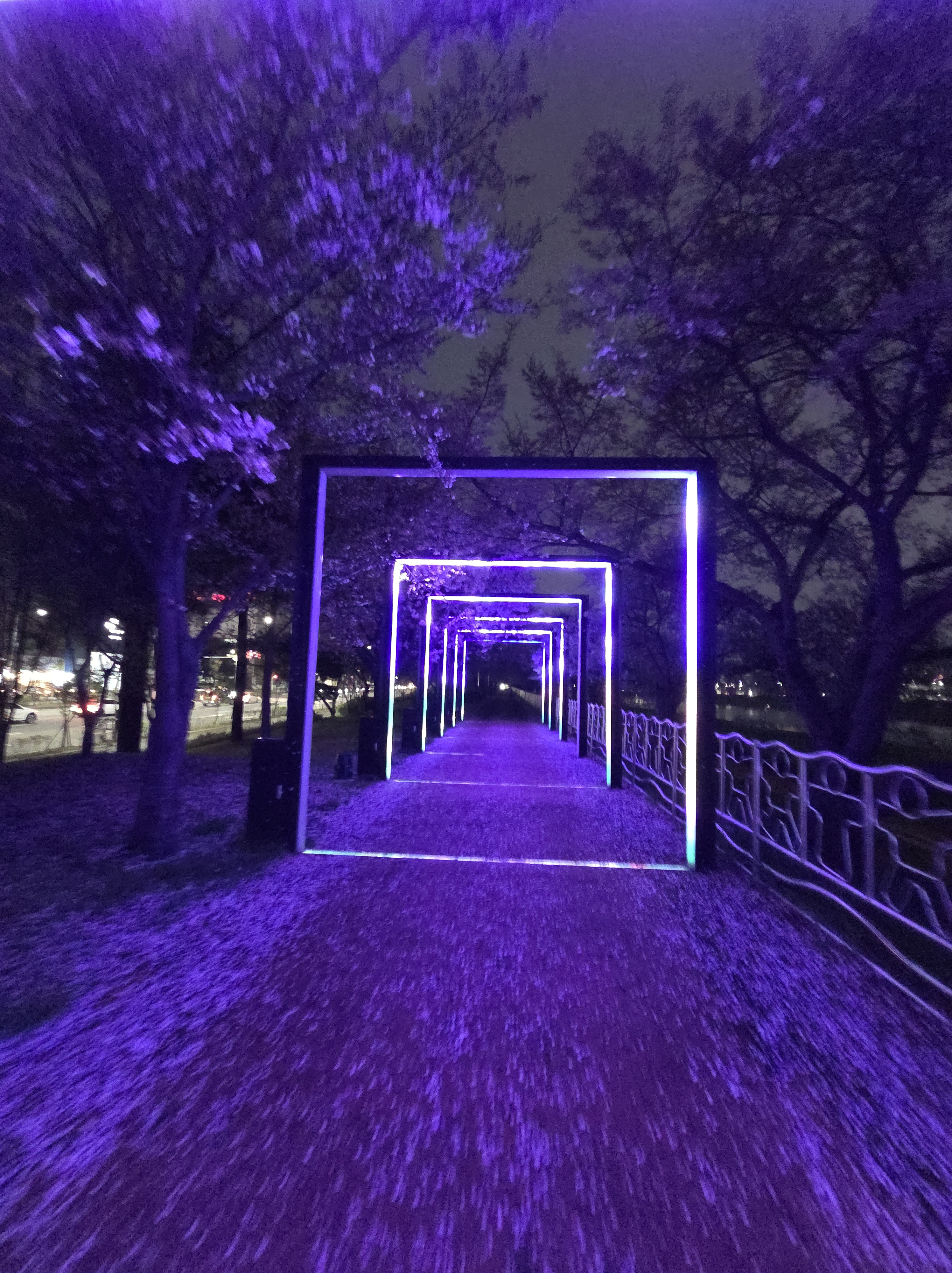 보라색 조명이 켜진 대전의 밤 산책길