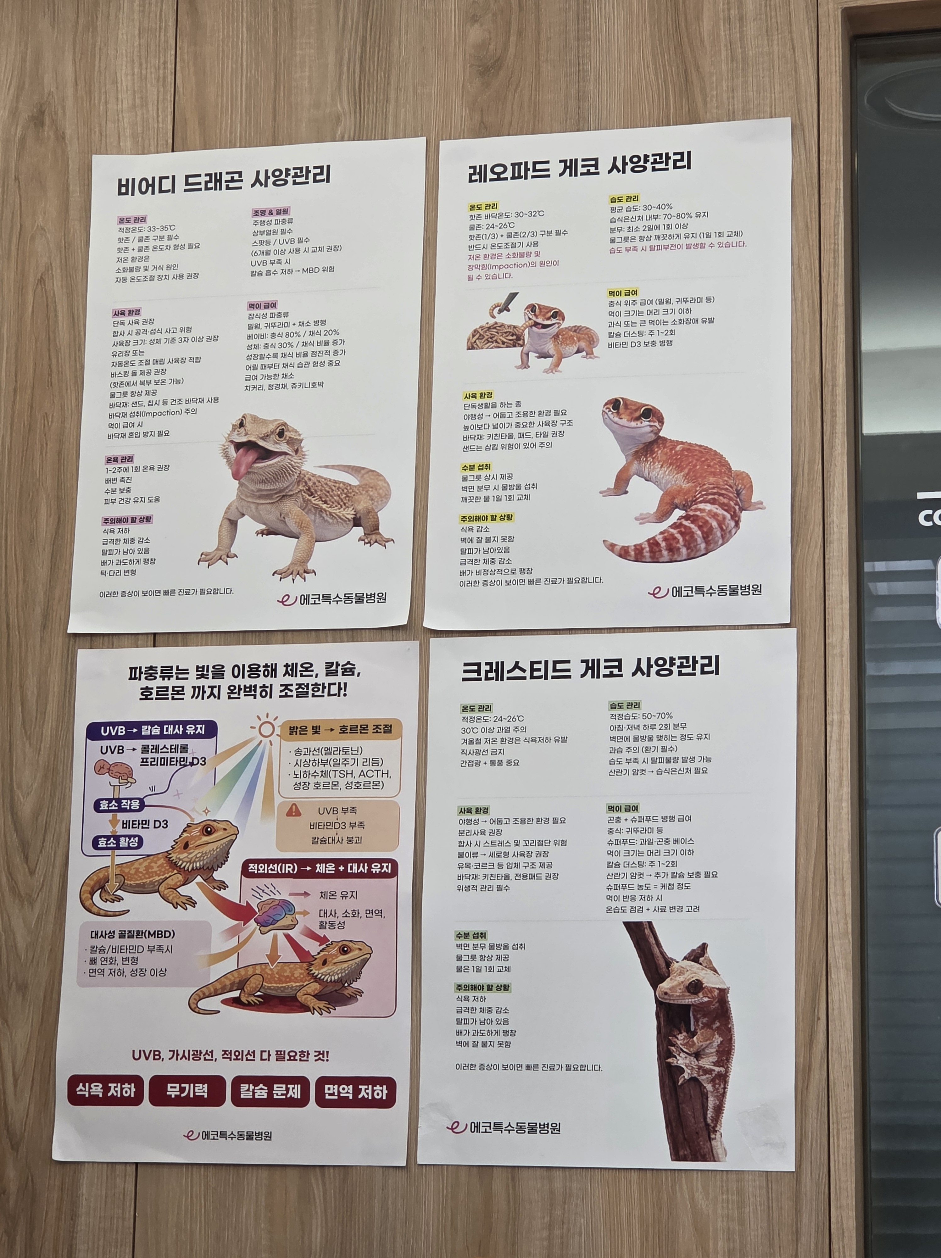 동물병원의 파충류 사양관리 안내