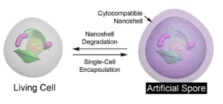Artificial spores: bioinspired architecture of living cells with cytocompatible nanoshell — 대표 그림