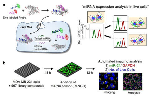 High-throughput chemical screening to discover new regulators of microRNA expression in living cells by using graphene-based biosensor — 대표 그림